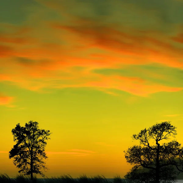 Träd och färgglada himmel — Stockfoto