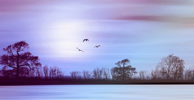 Ağaçlar ve bulutlu gökyüzü