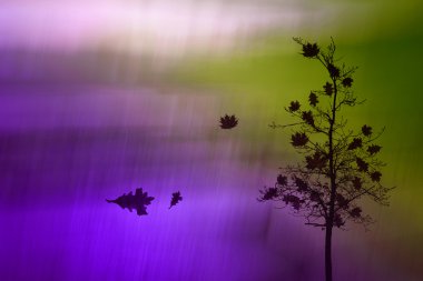  ağaç ve düşen yaprakları 