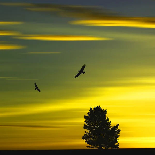 Sky och silhuetten av träd och fåglar — Stockfoto