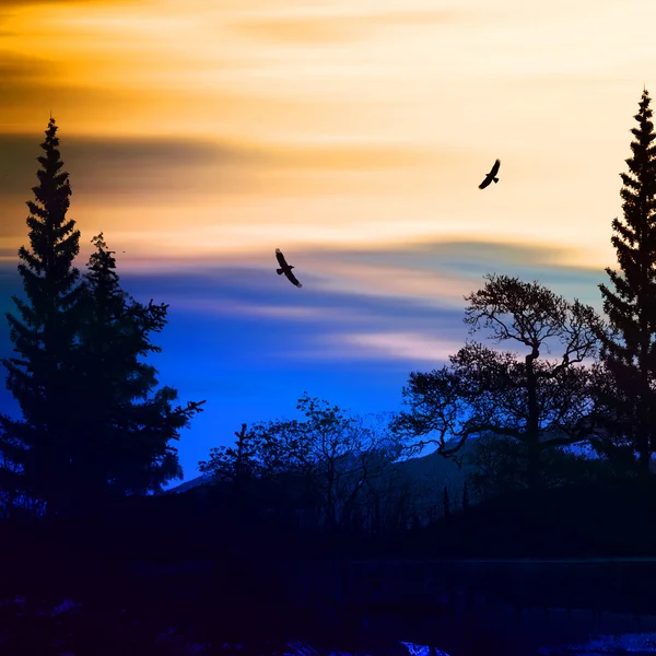 Sky and silhouettes of trees — Stock Photo, Image