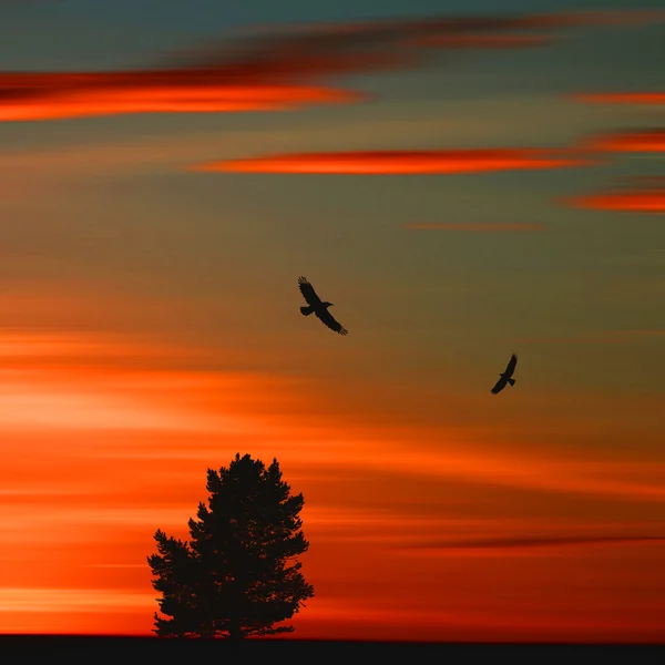 Cielo e silhouette di alberi e uccelli — Foto Stock