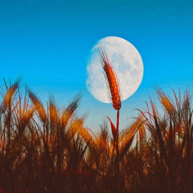 Üç boyutlu illüstrasyon. Olgun buğday kulakları gökyüzünün arka planına ve büyük aya karşı.