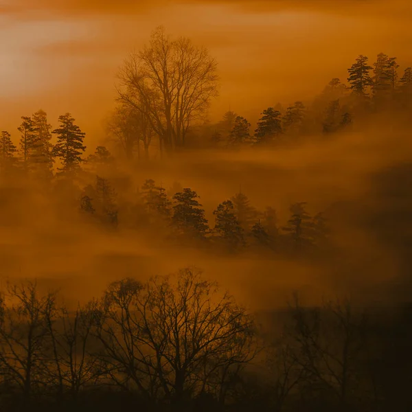 Morgennebel Über Dem Wald Illustration — Stockfoto