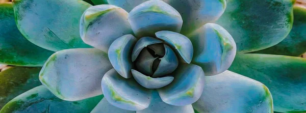 Pianta Succulenta Primo Piano Pittura Olio Imitazione Illustrazione — Foto Stock