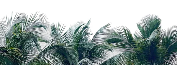 Pozadí Palmových Větví Olejomalba Imitace Ilustrace — Stock fotografie