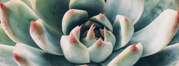 Pianta Succulenta Primo Piano Pittura Olio Imitazione Illustrazione — Foto Stock