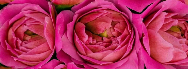 Background Pink Peony Roses — Stock Photo, Image