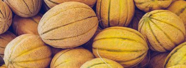 Olgun sarı kavunların arka planı. Yağlı boya taklidi. 3B illüstrasyon.