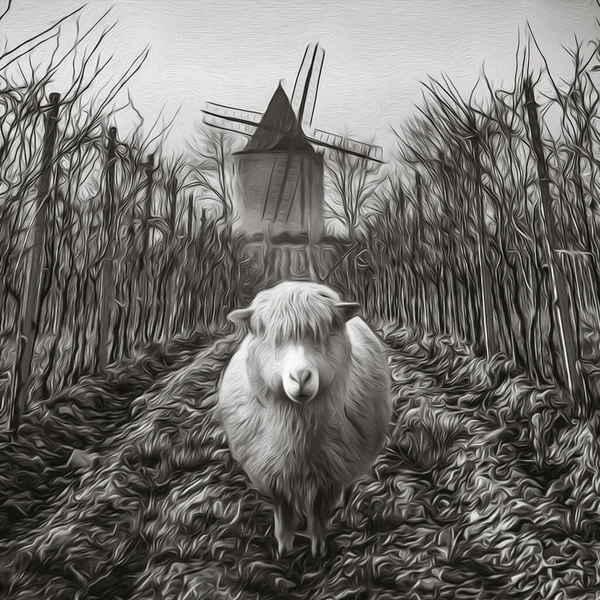 Czarno Biały Rysunek Owcy Tle Winnicy Młyna — Zdjęcie stockowe