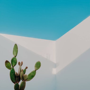 Açık hava ile soyut mimarinin arka planında kaktüs. 