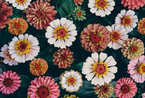 Bakgrund Blommande Zinnia Blommor Oljemålning Imitation Illustration — Stockfoto