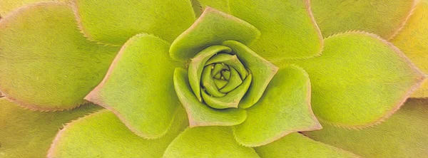 Pianta Succulenta Gialla Pittura Olio Imitazione Illustrazione — Foto Stock