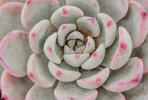 Pianta Succulenta Rosa Vicino Pittura Olio Imitazione Illustrazione — Foto Stock