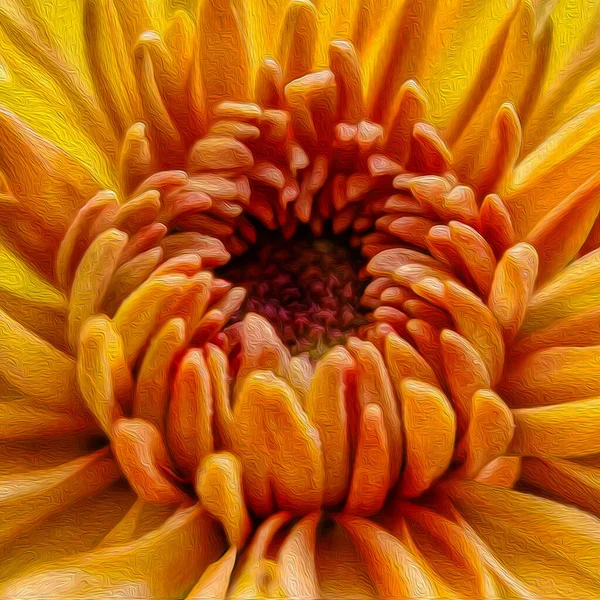 Oranje Chrysant Close Olieverf Imitatie Illustratie — Stockfoto