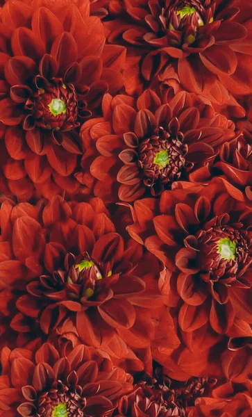 Red Dahlias Wallpaper Phone Oil Painting Imitation Illustration — Fotografia de Stock