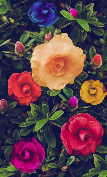 Latar Belakang Bunga Peniruan Lukisan Minyak Ilustrasi — Stok Foto