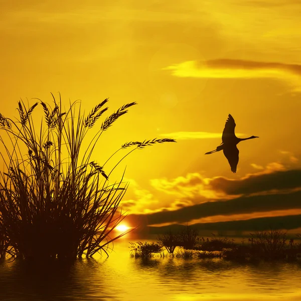 Morgon landskap med stork — Stockfoto