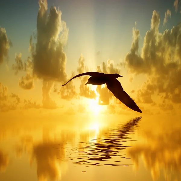 Vogel über dem Wasser — Stockfoto