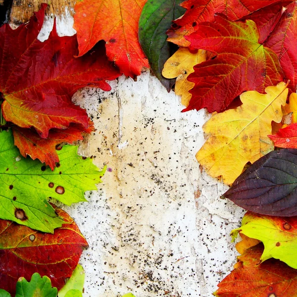 Farbige Herbstblätter — Stockfoto