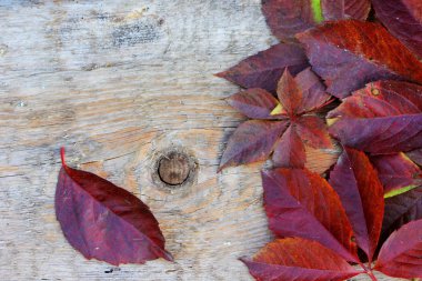 Sonbahar Yaprakları