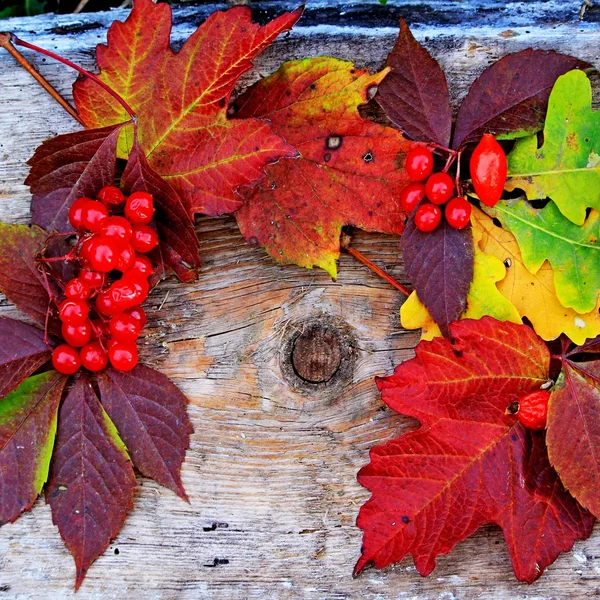 Folhas e bagas de outono — Fotografia de Stock