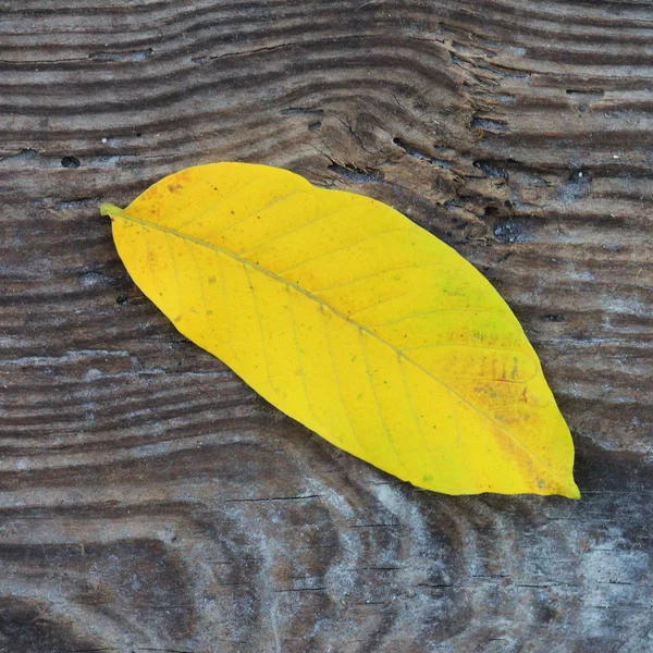 Φθινοπωρινό κίτρινο φύλλο — Φωτογραφία Αρχείου