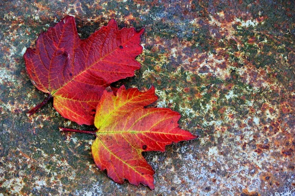 Hojas de otoño —  Fotos de Stock