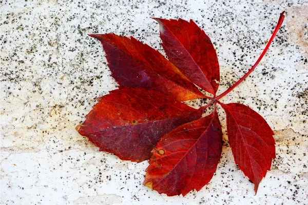 Осенний красный лист — стоковое фото