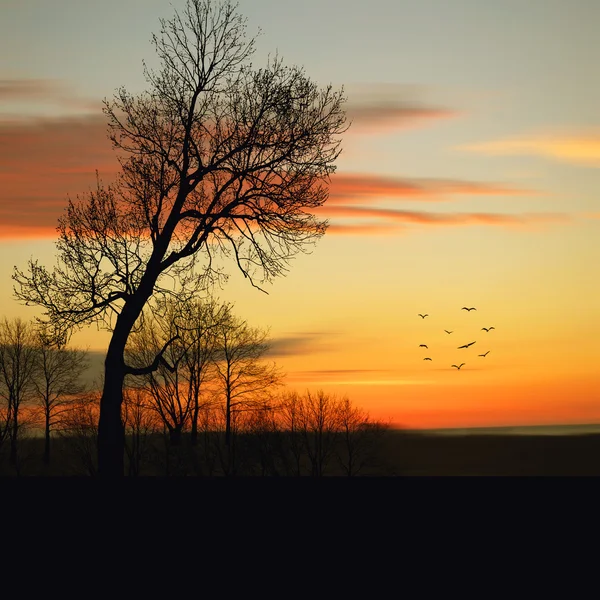 Schöne Landschaft — Stockfoto