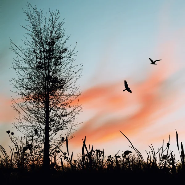 Schöne Landschaft — Stockfoto