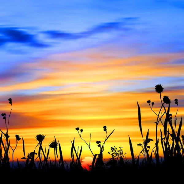 Prachtig zomers landschap — Stockfoto