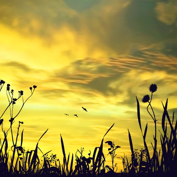 Prachtige landschap met vogels — Stockfoto