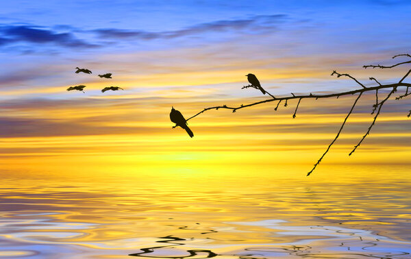 Beautiful landscape with birds