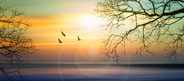 Beautiful landscape with birds — Stock Photo, Image