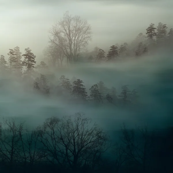 Schöne Landschaft mit Vögeln — Stockfoto