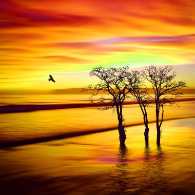 kuşlar güzel manzara