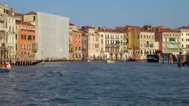 Venedik Temmuz 2018 Büyük Kanal Venedik Talya Üzerinde Uçan Kuşları — Stok video