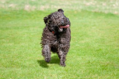 Dili dışarı çıkmış siyah labrador köpeği kameraya doğru koşuyor..