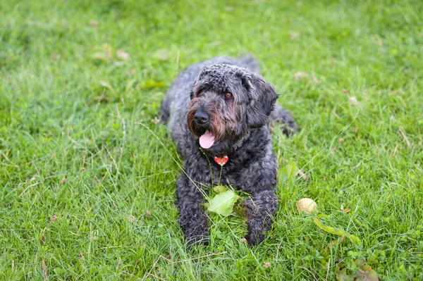 Szczęśliwy Uważny Czarny Labradoodle Leżał Trawie Obrazek Stockowy