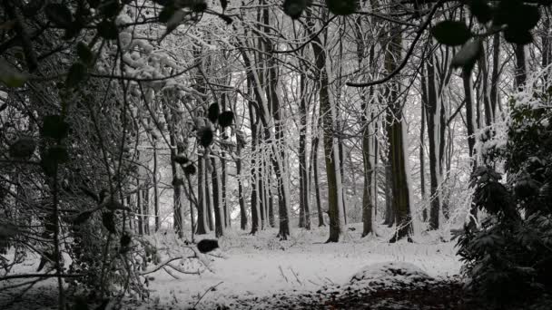 Schneebedeckte Dichte Wälder Mit Schneebedeckten Ästen Vordergrund — Stockvideo
