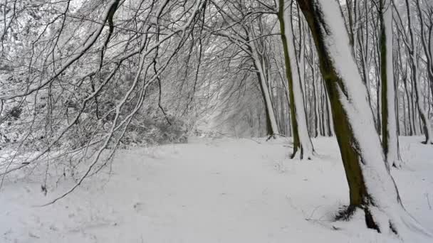 Bosque Denso Cubierto Nieve — Vídeo de stock