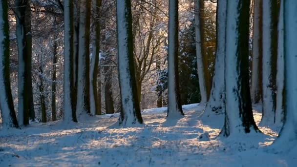 Nieve Cayendo Una Escena Boscosa Cubierta Nieve Brillantemente Soleada — Vídeos de Stock