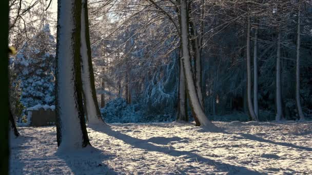 白雪覆盖的林地 背光飘落的雪 — 图库视频影像