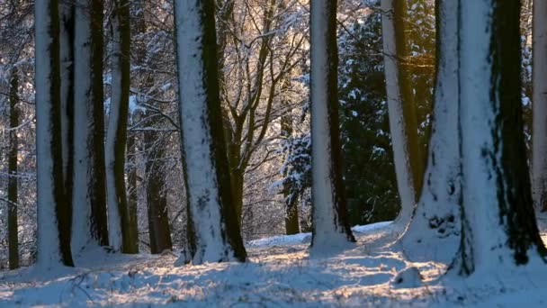 Sunlit Neve Coberto Floresta Cena Com Neve Suavemente Caindo — Vídeo de Stock