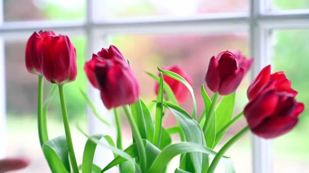 ZÁRVA fel fényesen megvilágított jelenet piros tulipán elrendezése.