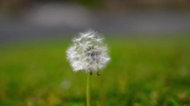 Karahindiba tohumları bulanık yeşil arka planda karahindiba saatinden uçuyor..