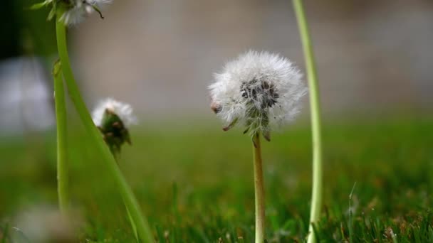 Dandelion Clocks Gently Swaying Light Breeze Out Focus Rural Background — Stock Video