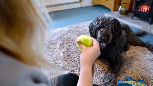 Slow Motion Push Scruffy Black Labradoodle Fails Catch Tennis Ball — Stock Video