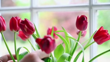 Yavaş hareket, kırmızı lalelerin düzenlendiği parlak sahneyi kapatır..